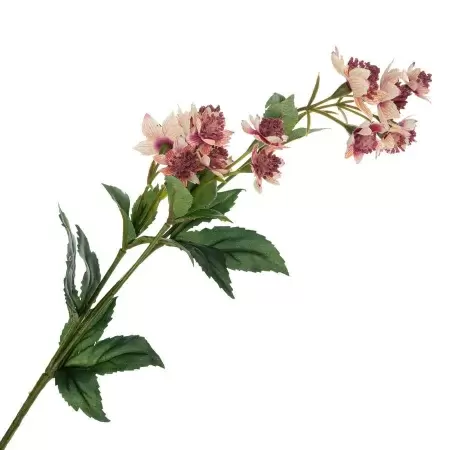 Астранция искусственная Астранция искусственная