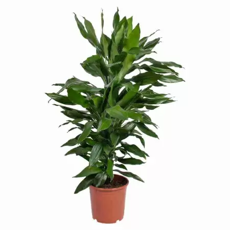 Драцена фрагранс Джанет Линд разветвленная