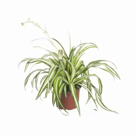 Хлорофитум Лаксум