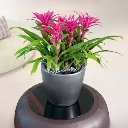 Кашпо Lechuza Classico LS