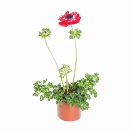 Анемон красный