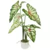 Алоказия искусственная Алоказия искусственная
