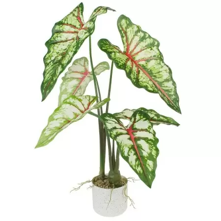 Алоказия искусственная Алоказия искусственная