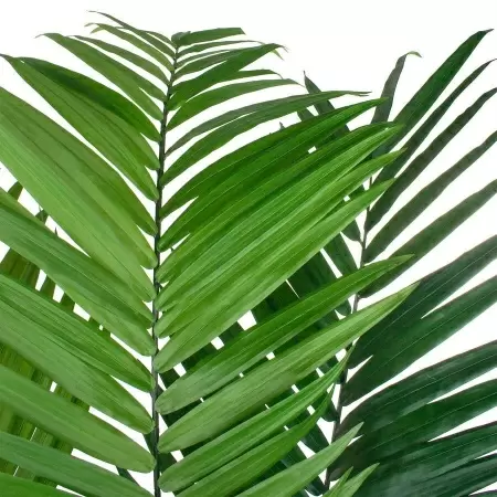 Пальма Кентия искусственная