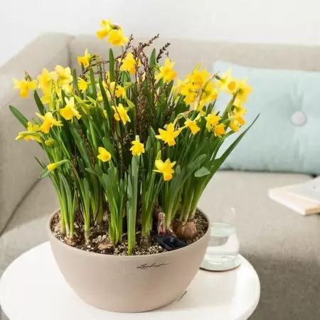 Кашпо Lechuza Cubeto Stone