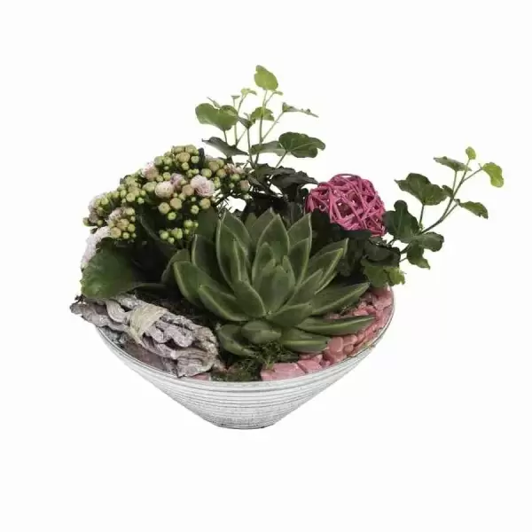 Эхеверия Агавоидес