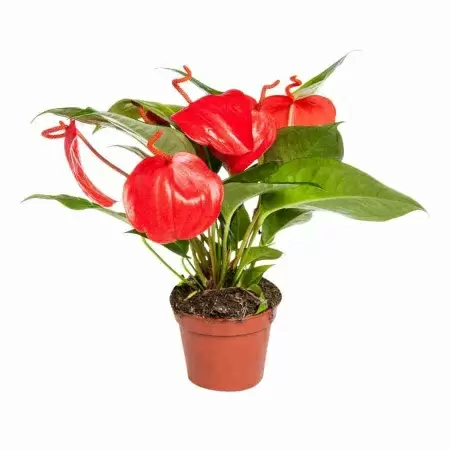 Антуриум Шерцера