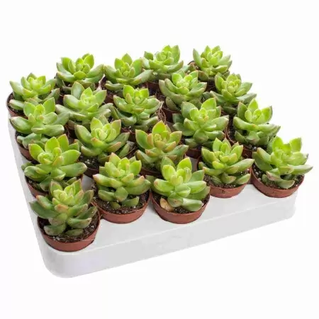 Очиток Адолфи