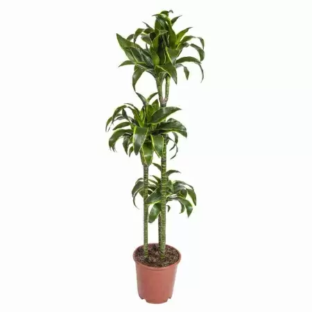 Драцена фрагранс Голден Кост 3 ст