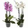 Фаленопсис Дуэтто Микс 4 ст