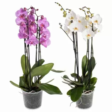 Фаленопсис Дуэтто Микс 4 ст