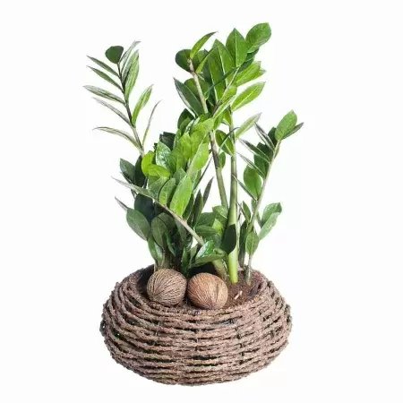 Замиокулькас фото