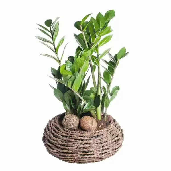 Замиокулькас  фото Замиокулькас