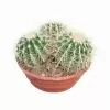 Эхинокактус Грузони мультибол