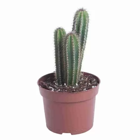 Пилоцереус Пальмера