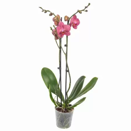 Фаленопсис Россини 2 ст