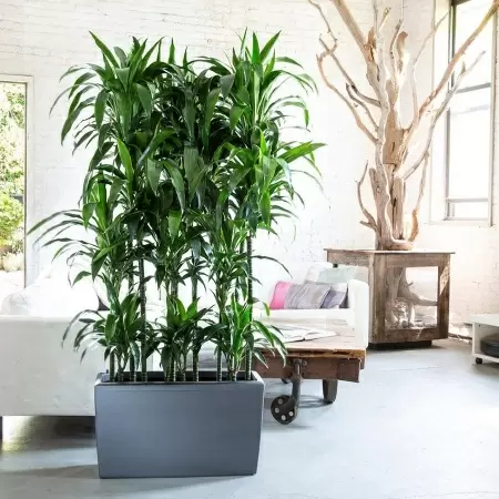 Кашпо Lechuza Cararo Кашпо Lechuza Cararo