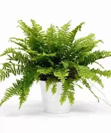 Нефролепис Бостон