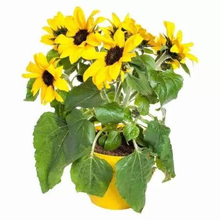 Гелиантус Сенсейшен