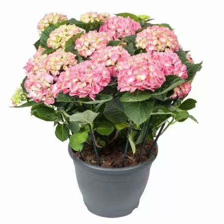 Гортензия Леммонхофф  Гортензия Леммонхофф