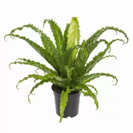 Асплениум Антикум Осака