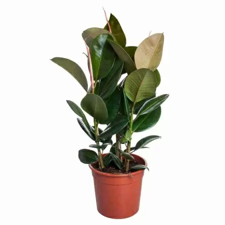 Фикус каучуконосный (эластика) Абиджан 3 ст