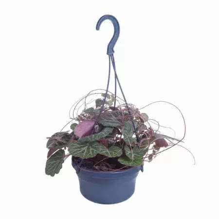 Камнеломка плетеносная