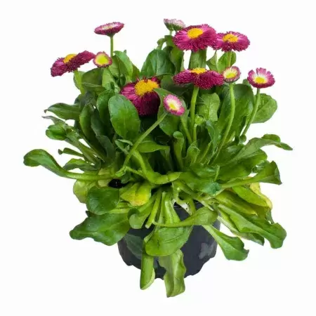 Маргаритка Рашер Кармин