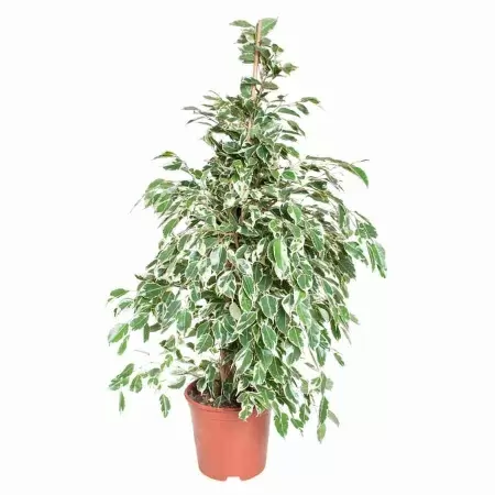 Фикус бенджамина Старлайт