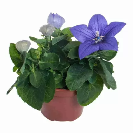 Платикодон синий