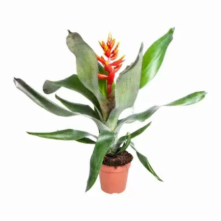 Эхмея Пепита Элеганс