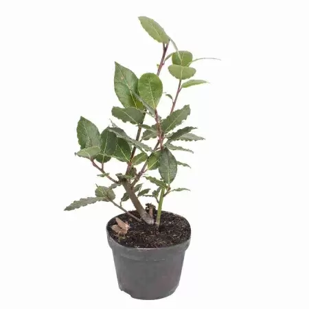 Лавр Нобилис