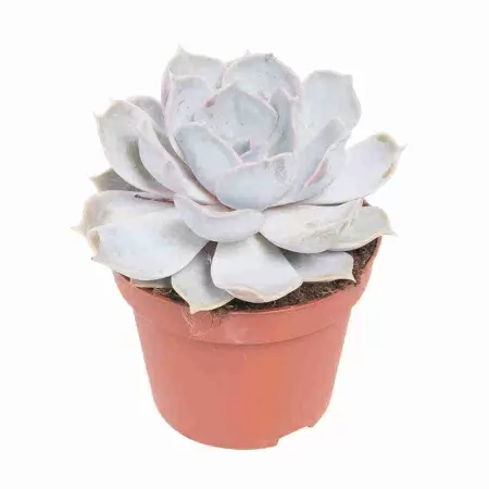 Эхеверия Лилацина