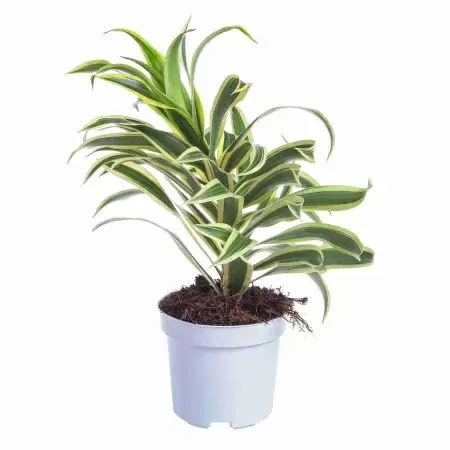 Драцена рефлекса Сонг Оф Индия