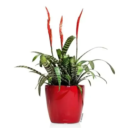 Кашпо Lechuza Classico LS