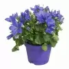 Кампанула изофилла махровая синяя