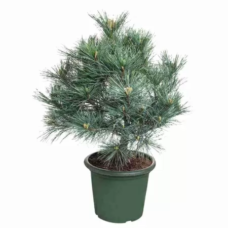 Сосна веймутова Блю Шег Сосна веймутова Блю Шег