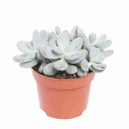 Крассула роджерси