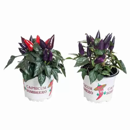 Капсикум Блэк