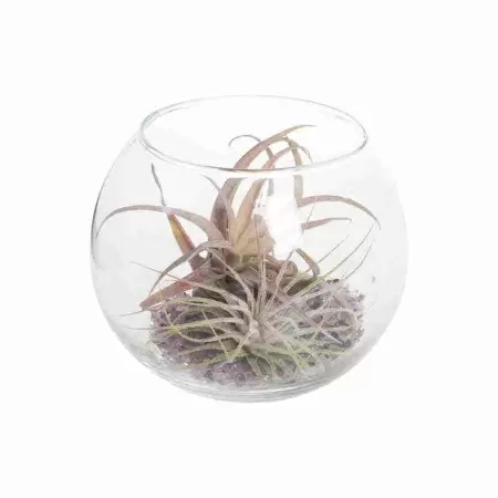 Тилландсия атмосферная Микс в стекле