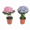 Гортензия кудрявая Соломиа Микс 1 шар