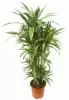 Драцена фрагранс Варнески разветвленная