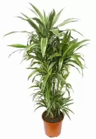 Драцена фрагранс Варнески разветвленная