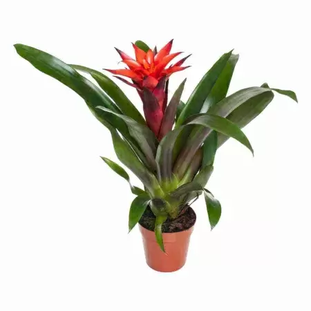 Гузмания Тутти-Фрутти