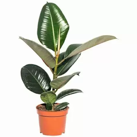 Фикус каучуконосный (эластика) Робуста