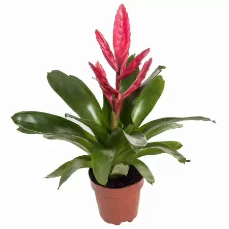 Вриезия Стрим розовая