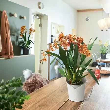 Кашпо Lechuza Orchidea Кашпо Lechuza Orchidea