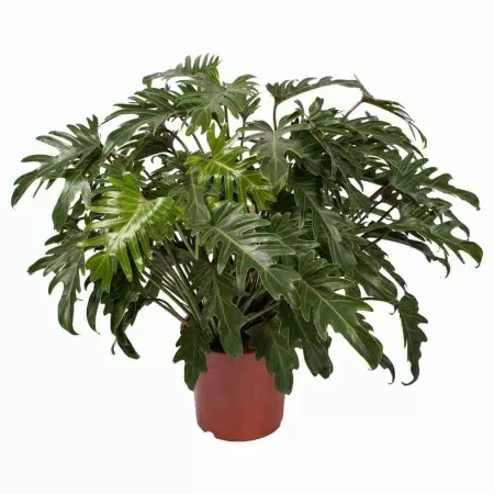 Филодендрон Ксанаду