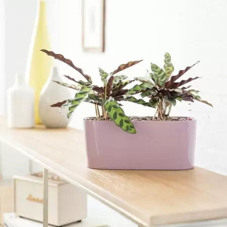 Кашпо Lechuza Delta 20