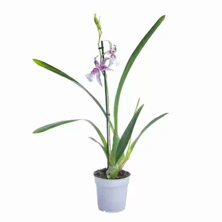 Беаллара Пегги Рут 2 ст